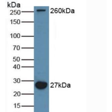 Microtubule Associated Protein 1A (MAP1A) Mouse Polyclonal Antibody