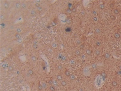 Microtubule Associated Protein 1A (MAP1A) Rat Polyclonal Antibody
