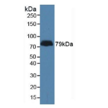 Latrophilin 3 (LPHN3) Human Polyclonal Antibody