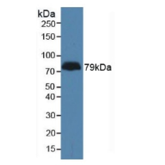 Latrophilin 3 (LPHN3) Human Polyclonal Antibody