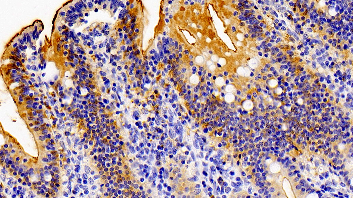 Fatty Acid Binding Protein 6, Ileal (FABP6) Pig Polyclonal Antibody