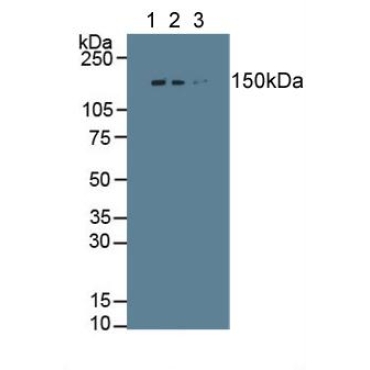 Collagen Type I Alpha 1 (COL1a1) Human Polyclonal Antibody