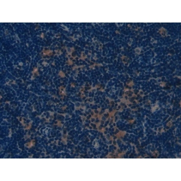 Collagen Type I Alpha 1 (COL1a1) Mouse Polyclonal Antibody