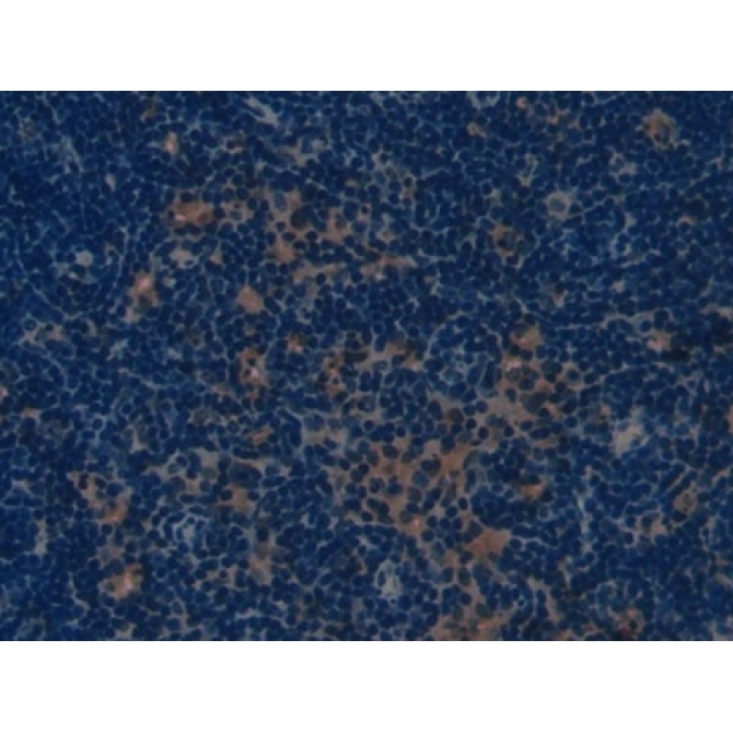 Collagen Type I Alpha 1 (COL1a1) Mouse Polyclonal Antibody