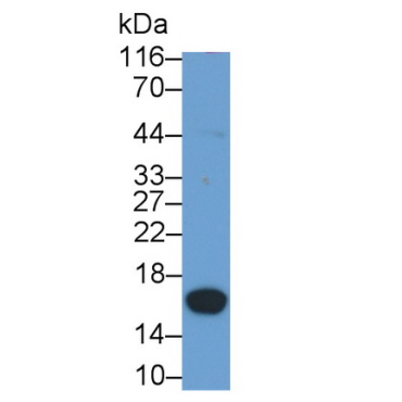 Protein Kinase Inhibitor Beta (PKIb) Human Polyclonal Antibody