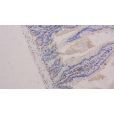 Platelet/Endothelial Cell Adhesion Molecule (PECAM1) Mouse Polyclonal Antibody