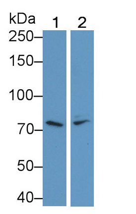 Platelet/Endothelial Cell Adhesion Molecule (PECAM1) Rat Polyclonal Antibody