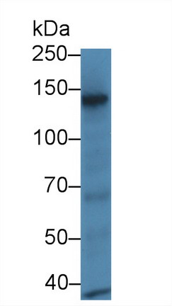 Retinol Binding Protein 3, Interstitial (RBP3) Rat Polyclonal Antibody