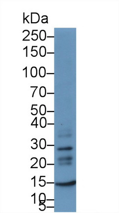 Chemokine (C-X-C motif) ligand 7 ( CXCL7) Pig Polyclonal Antibody