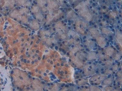 Chemokine (C-X-C motif) ligand 7 ( CXCL7) Rat Polyclonal Antibody