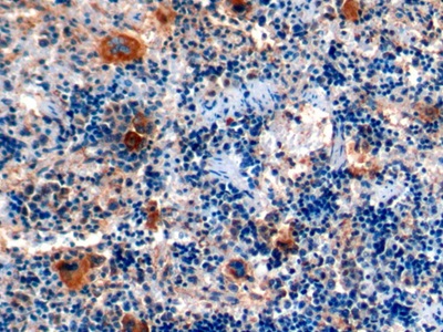 Chemokine (C-X-C motif) ligand 7 ( CXCL7) Rat Polyclonal Antibody