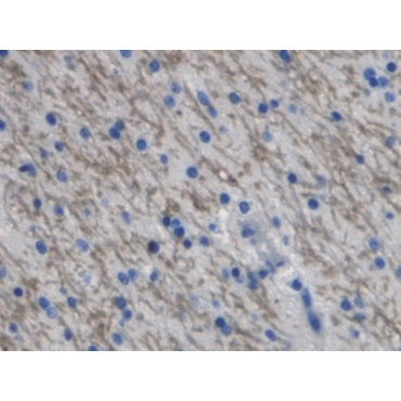 Interferon Gamma Induced Protein 10kDa (IP10) Bovine (Cattle) Polyclonal Antibody