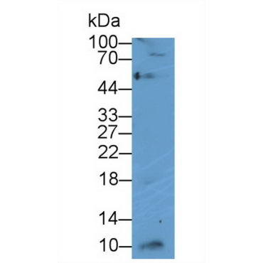 Interferon Gamma Induced Protein 10kDa (IP10) Canis familiaris; Canine (Dog) Polyclonal Antibody