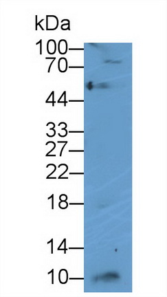 Interferon Gamma Induced Protein 10kDa (IP10) Canis familiaris; Canine (Dog) Polyclonal Antibody
