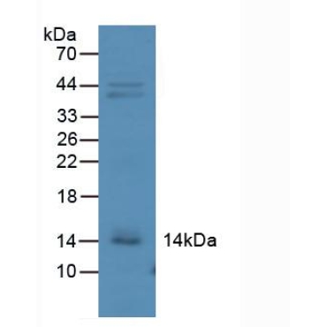 Interferon Gamma Induced Protein 10kDa (IP10) Human Polyclonal Antibody