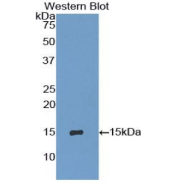Interferon Gamma Induced Protein 10kDa (IP10) Mouse Polyclonal Antibody