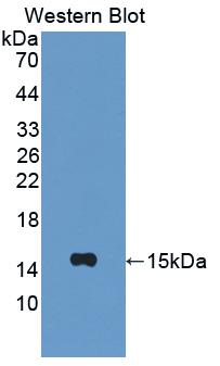 Interferon Gamma Induced Protein 10kDa (IP10) Rat Polyclonal Antibody