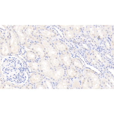Gelsolin (GSN) Bovine (Cattle) Polyclonal Antibody