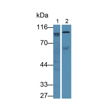 Gelsolin (GSN) Mouse Polyclonal Antibody