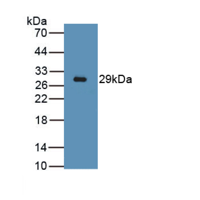 Desmin (Des) Mouse Polyclonal Antibody