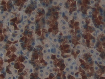 GATA Binding Protein 4 (GATA4) Rat Polyclonal Antibody