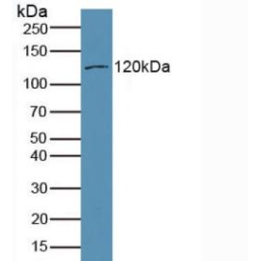 Myosin IA (MYO1A) Mouse Polyclonal Antibody