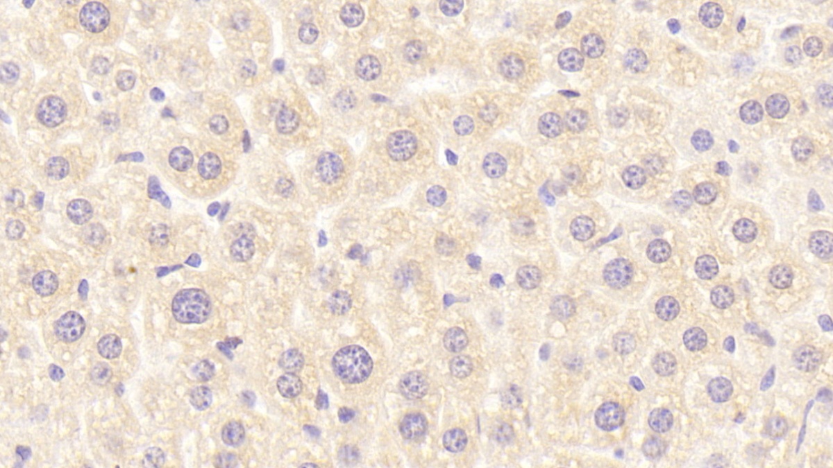 Retinol Binding Protein 2, Cellular (RBP2) Mouse Polyclonal Antibody