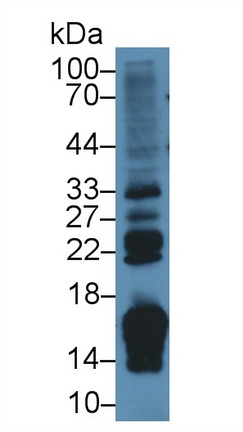 Retinol Binding Protein 2, Cellular (RBP2) Rat Polyclonal Antibody
