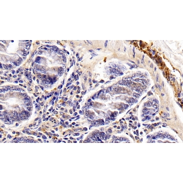 Vasoactive Intestinal Peptide (VIP) Bovine (Cattle) Polyclonal Antibody