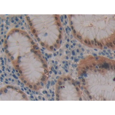 Fibrillin 3 (FBN3) Human Polyclonal Antibody