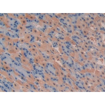 Phosphoinositide-3-Kinase Class-2-Alpha Polypeptide (PIK3C2a) Mouse Polyclonal Antibody