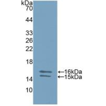 Interleukin 23 Subunit Alpha (IL23a) Human Polyclonal Antibody