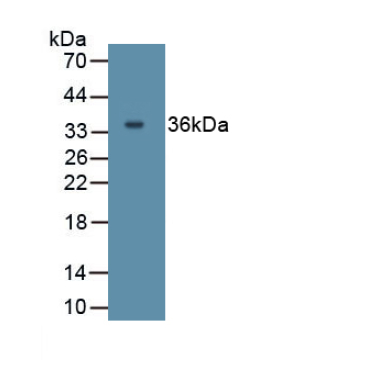 Interleukin 27A (IL27A) Human Polyclonal Antibody