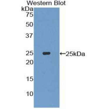 Interleukin 27A (IL27A) Mouse Polyclonal Antibody