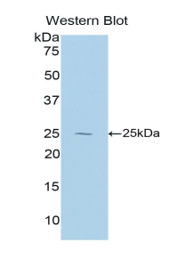 Interleukin 27A (IL27A) Rat Polyclonal Antibody