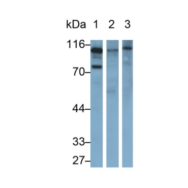 Complement Component 3a (C3a) Mouse Polyclonal Antibody