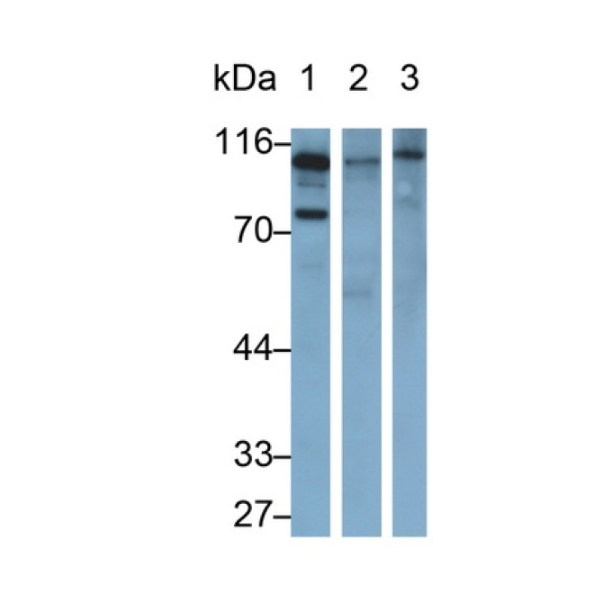 Complement Component 3a (C3a) Mouse Polyclonal Antibody