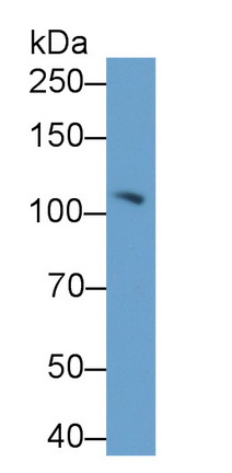 Complement Component 3a (C3a) Rat Polyclonal Antibody