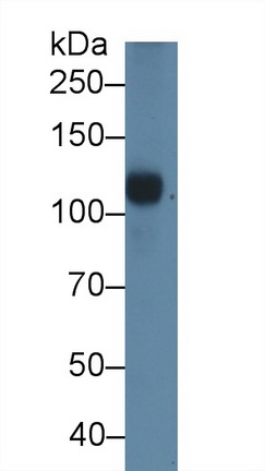 Complement Component 5a (C5a) Pig Polyclonal Antibody