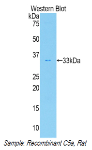 Complement Component 5a (C5a) Rat Polyclonal Antibody