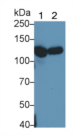 Complement Component 5a (C5a) Rat Polyclonal Antibody