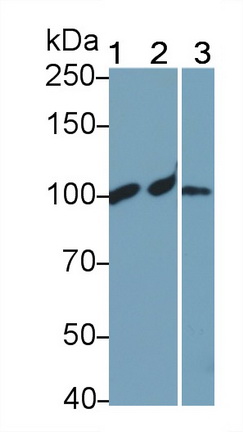 Complement Component 4a (C4a) Rat Polyclonal Antibody