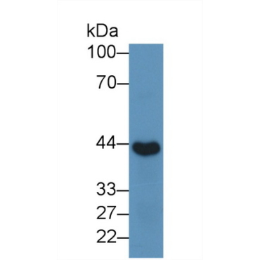 Inhibin Alpha (INHa) Mouse Polyclonal Antibody