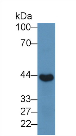 Inhibin Alpha (INHa) Mouse Polyclonal Antibody