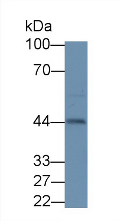 Inhibin Alpha (INHa) Rat Polyclonal Antibody