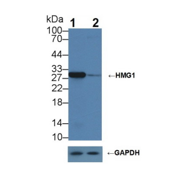 High Mobility Group Protein 1 (HMGB1) Mouse Polyclonal Antibody