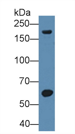Matrix Metalloproteinase 12 (MMP12) Rat Polyclonal Antibody