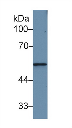 Matrix Metalloproteinase 12 (MMP12) Rat Polyclonal Antibody