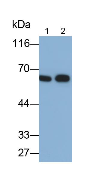 Matrix Metalloproteinase 12 (MMP12) Rat Polyclonal Antibody