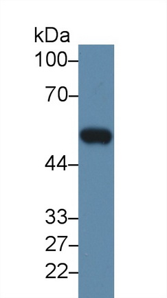 Matrix Metalloproteinase 12 (MMP12) Rat Polyclonal Antibody